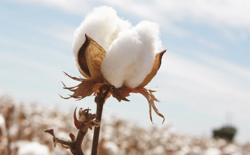 Mọi Thứ Cần Biết Về Vớ Nam (Tất Nam) Cotton